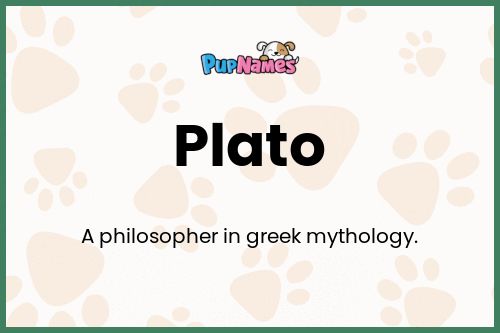 Plato dog name meaning