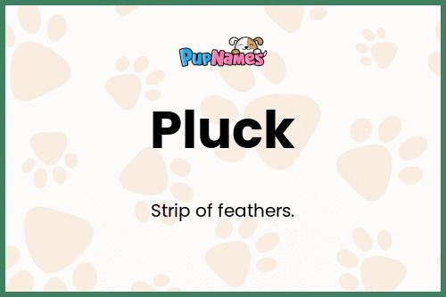 Pluck dog name meaning