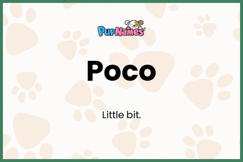 Poco dog name meaning