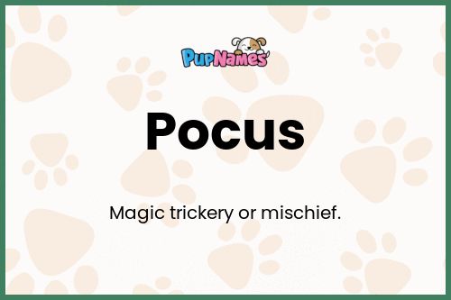 Pocus dog name meaning