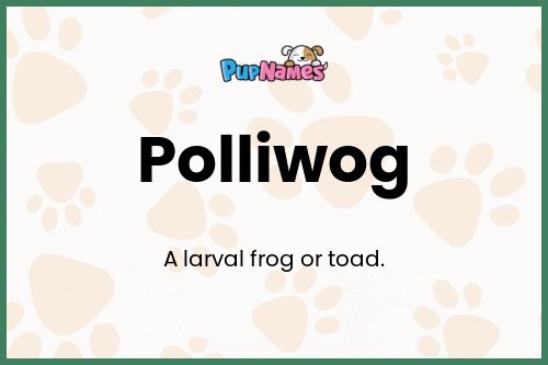 Polliwog dog name meaning