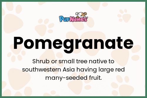 Pomegranate dog name meaning