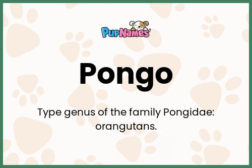 Pongo dog name meaning