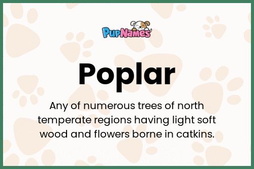 Poplar dog name meaning