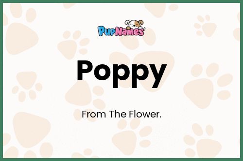 what does the name poppy mean for a dog