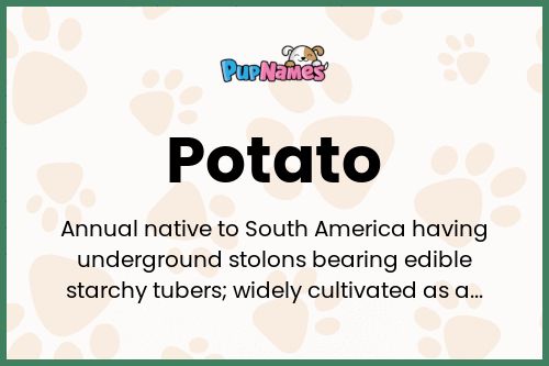 Potato dog name meaning