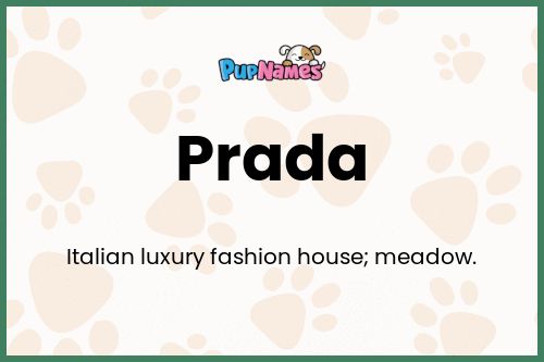 Prada ? - Dog Name Meaning & Popularity ™