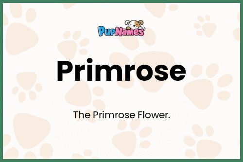 Primrose dog name meaning