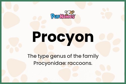 Procyon dog name meaning