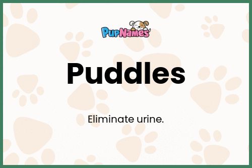 Puddles dog name meaning