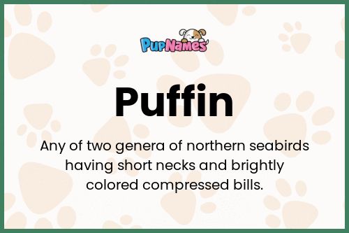 Puffin dog name meaning