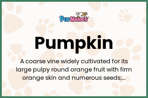 Pumpkin dog name meaning