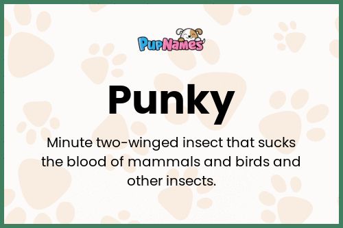 Punky dog name meaning