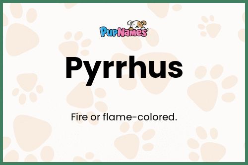 Pyrrhus dog name meaning