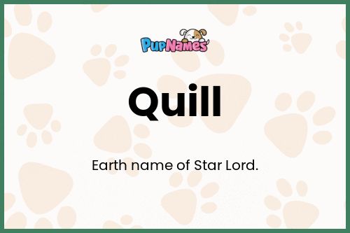 Quill dog name meaning