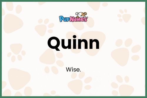 Quinn dog name meaning