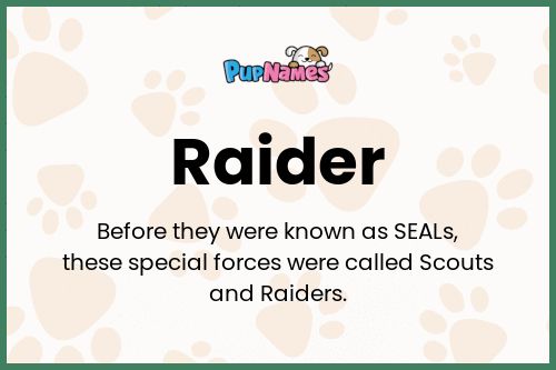 Raider dog name meaning