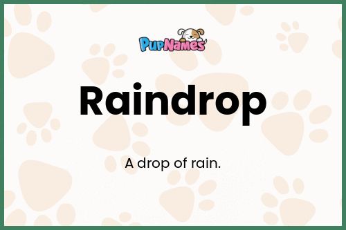 Raindrop dog name meaning