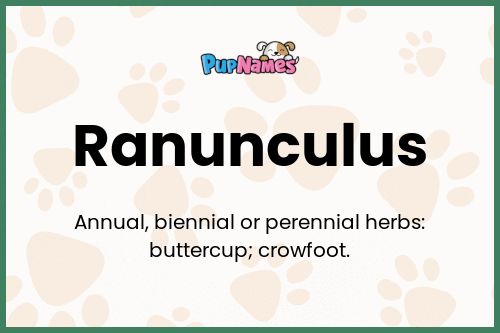 Ranunculus dog name meaning