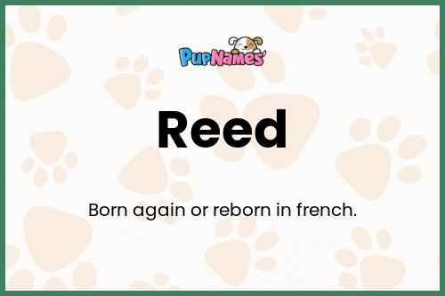 Reed dog name meaning