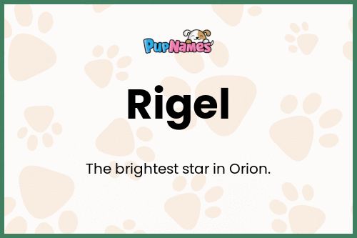 Rigel dog name meaning