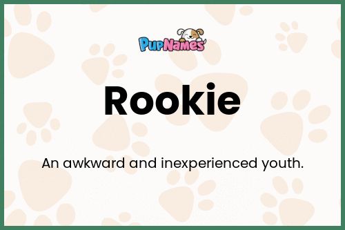 Rookie dog name meaning