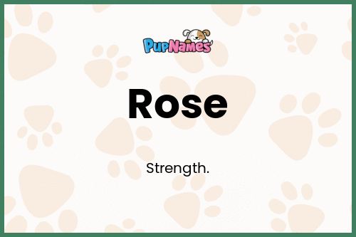 Rose dog name meaning