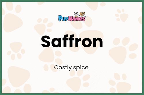 Saffron dog name meaning