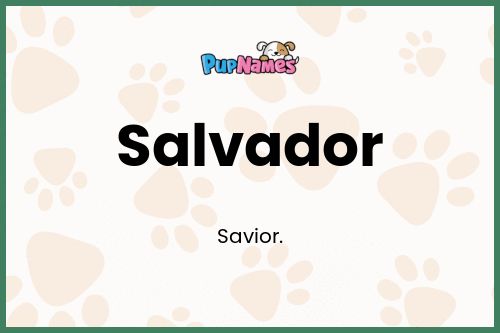 Salvador dog name meaning