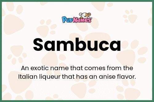 Sambuca dog name meaning