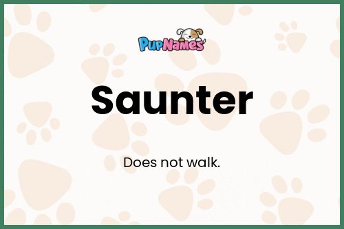 Saunter dog name meaning