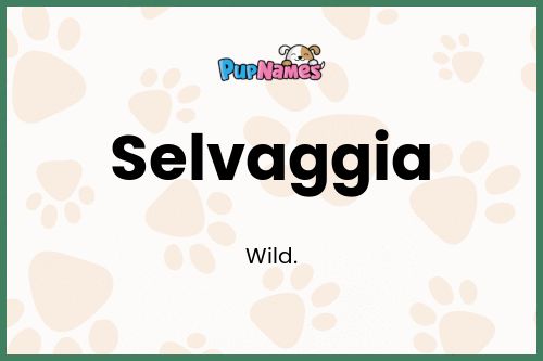 Selvaggia dog name meaning