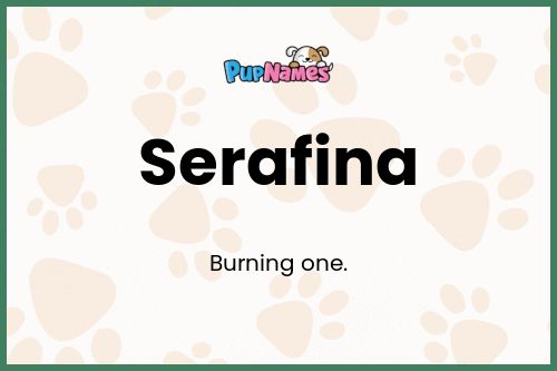 Serafina dog name meaning