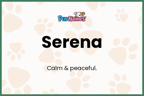 Serena dog name meaning