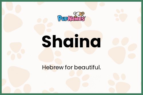 Shaina dog name meaning