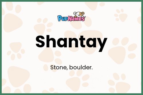 Shantay dog name meaning