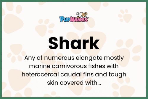 Shark dog name meaning