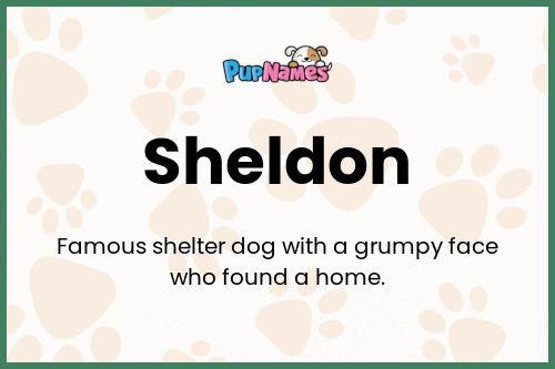 Sheldon dog name meaning