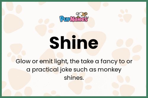 Shine dog name meaning