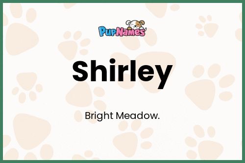 Shirley dog name meaning