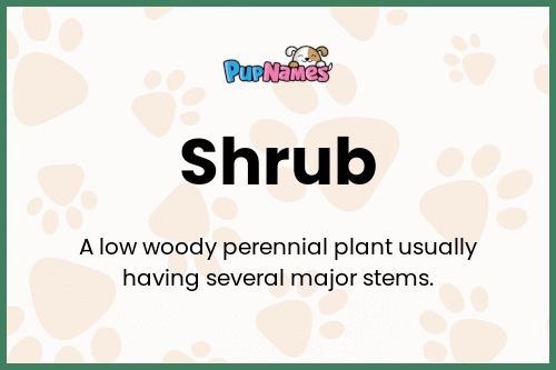 Shrub dog name meaning