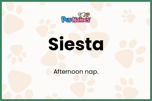 Siesta dog name meaning