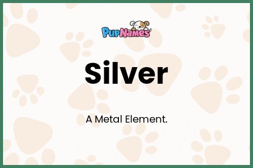 Silver dog name meaning