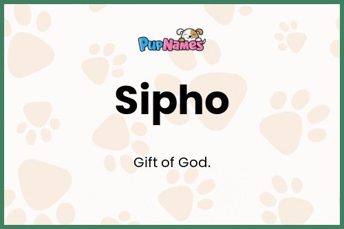 Sipho dog name meaning