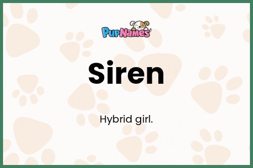 Siren dog name meaning