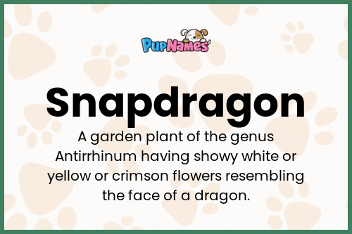 Snapdragon dog name meaning