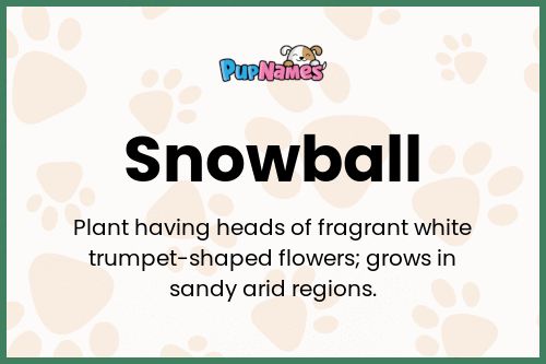 Snowball dog name meaning