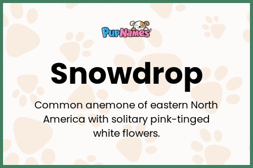 Snowdrop dog name meaning