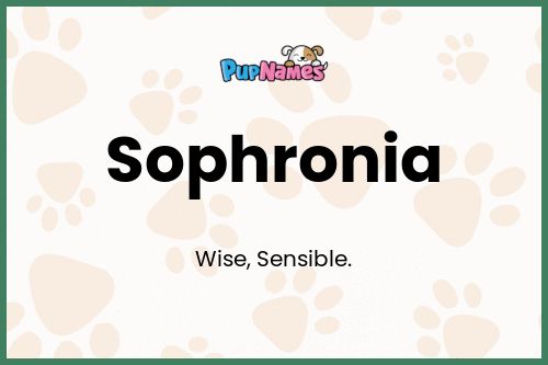 Sophronia dog name meaning