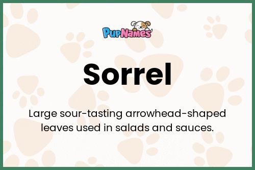 Sorrel dog name meaning